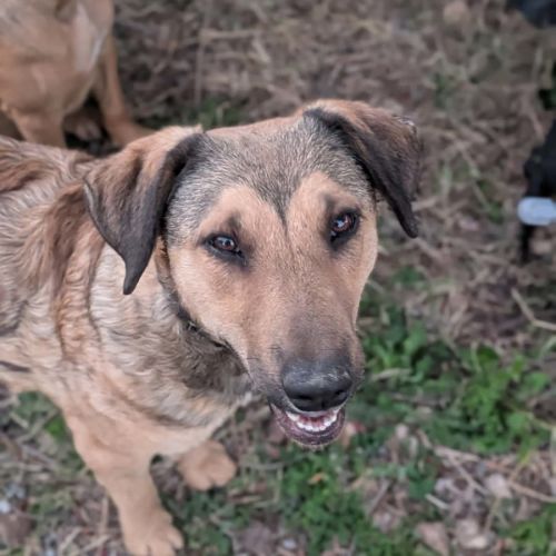 Lucky - Mixed breed Dog