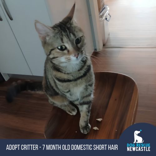 Critter - 7 Month Old Domestic Short Hair - Domestic Short Hair (DSH) Cat
