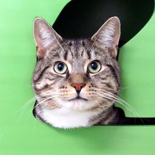 Chester STA014401 - Domestic Short Hair Cat