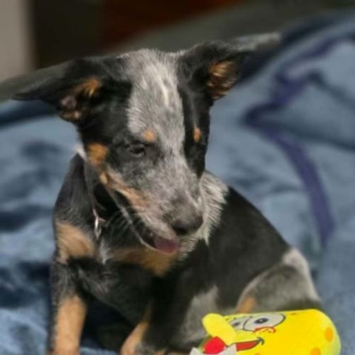 Kiah - Australian Cattle Dog