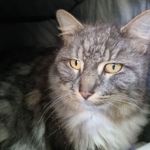 Lucy - Persian Cat