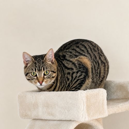 Dio - Domestic Short Hair (DSH) Cat