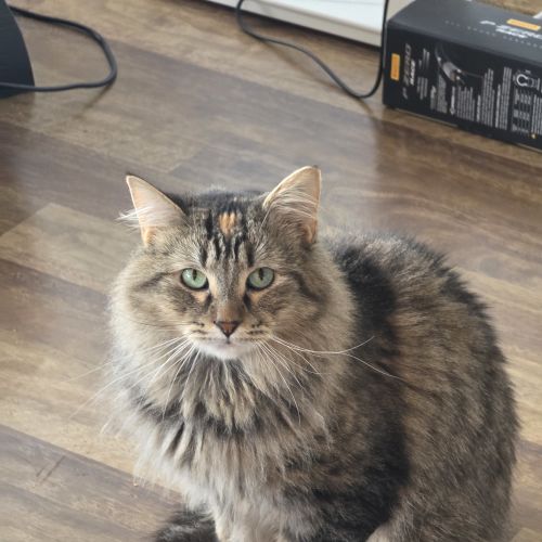 Dimple - Domestic Medium Hair (DMH) Cat
