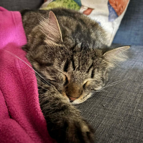 Prue - Domestic Short Hair (DSH) Cat