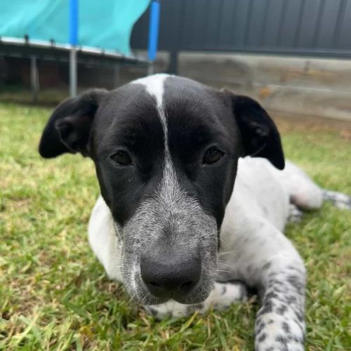 Aura - Australian Kelpie x Bullmastiff Dog