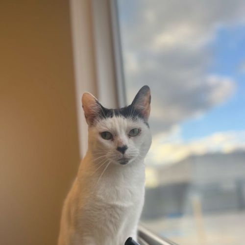 Carla - Domestic Short Hair (DSH) Cat