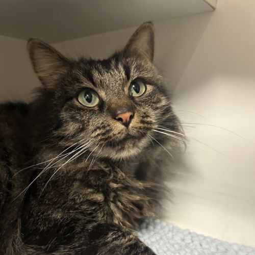 Bonnie - Dmh Cat