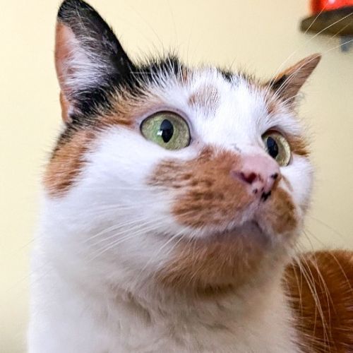 Mara - Domestic Short Hair (DSH) Cat