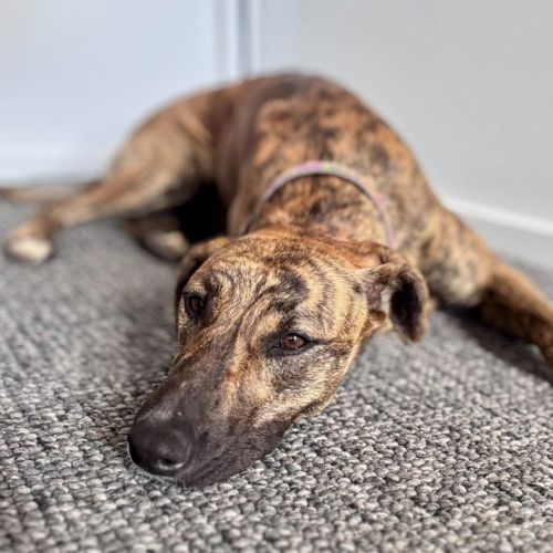 Josie - Mixed breed Dog
