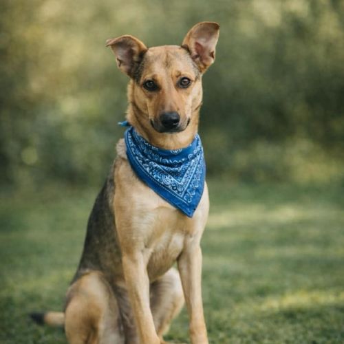 Bellah *$150 Adoption Fee* - German Shepherd Dog x Australian Kelpie Dog