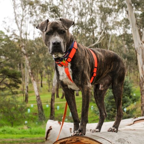 Patrick - American Staffordshire Terrier Dog