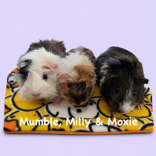 Milly, Mumble & Moxie -  Guinea Pig