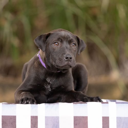 Malcom - Labrador x Sharpei Dog