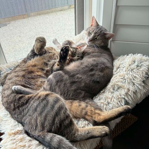 Piper / Major - Domestic Short Hair (DSH) Cat