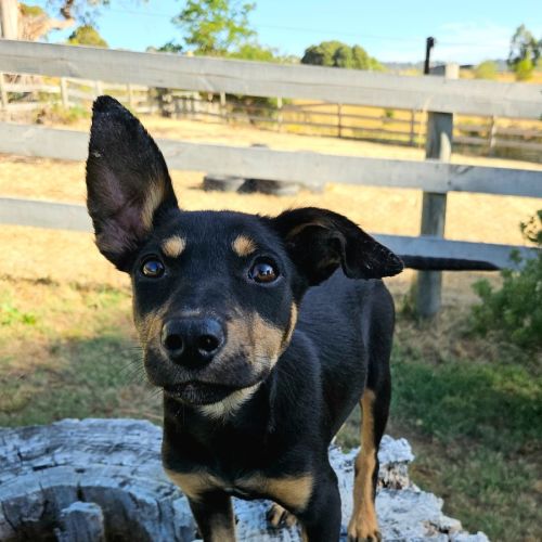 Nib - Australian Kelpie Dog