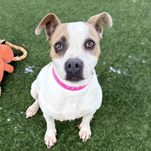 Aurora imp 287 - Bull Terrier x Fox Terrier (Miniature) Dog