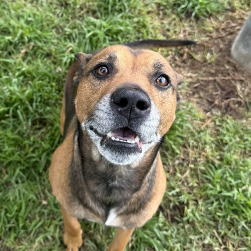 Scooby  - Kelpie x Staffy Dog