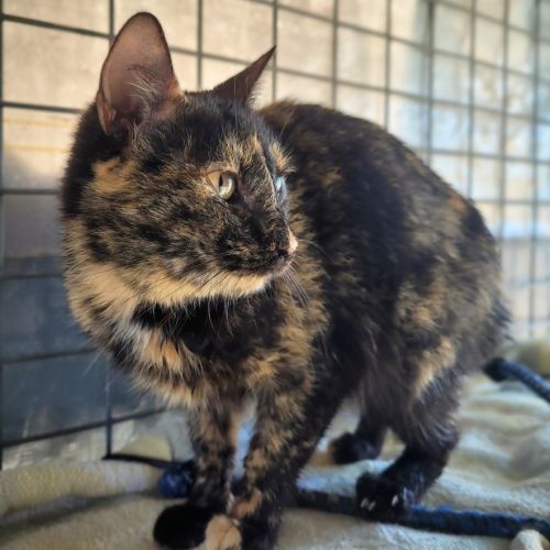 Annie  - Domestic Short Hair (DSH) Cat