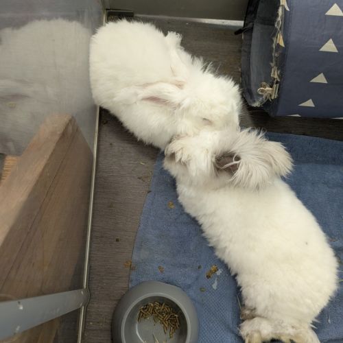 Powderpuff & Beethoven - Angora Rabbit