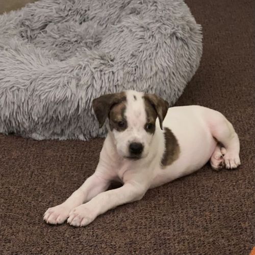 Beth - American Staffordshire Terrier x Mixed breed Dog