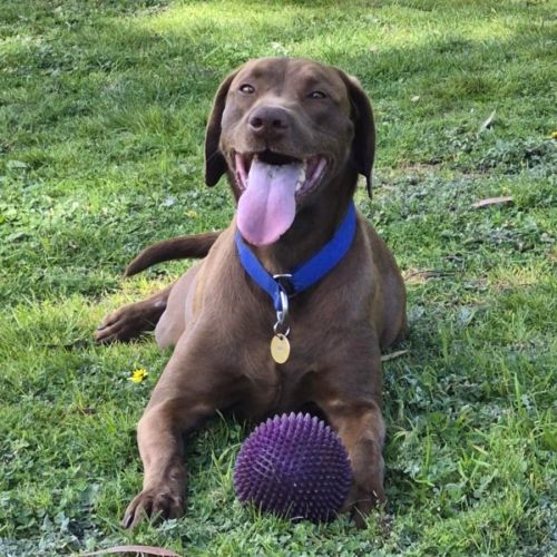 Scout - Pointer x Labrador Retriever Dog