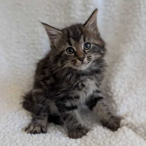 Jam Donut - Domestic Short Hair (DSH) Cat