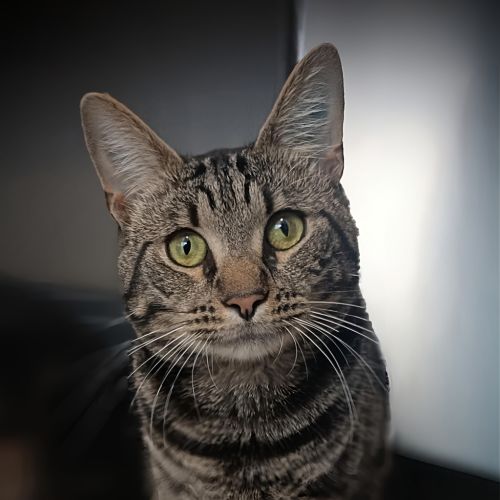 Shane - Domestic Short Hair Cat