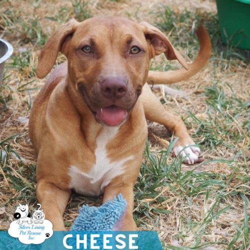 Cheese - American Staffordshire Terrier Dog