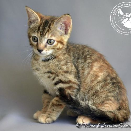 Red - Domestic Short Hair Cat