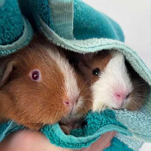 Colette / Belle - Rex Guinea Pig