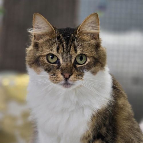 💞 Daphne 6682 💞 - Domestic Medium Hair (DMH) Cat