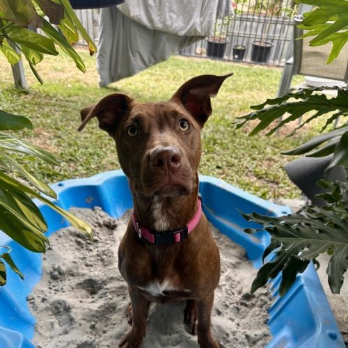 Summer - American Staffordshire Terrier Dog