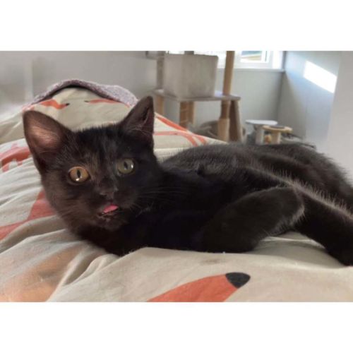 14389 – Nibbler - Domestic Short Hair (DSH) Cat