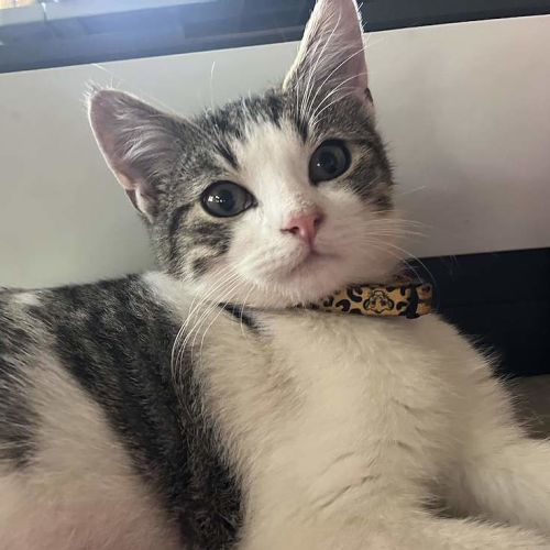 Spyro - Domestic Short Hair (DSH) Cat