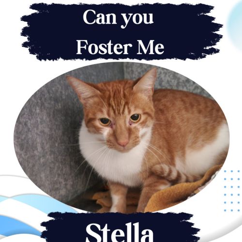 Stella - Domestic Short Hair (DSH) Cat