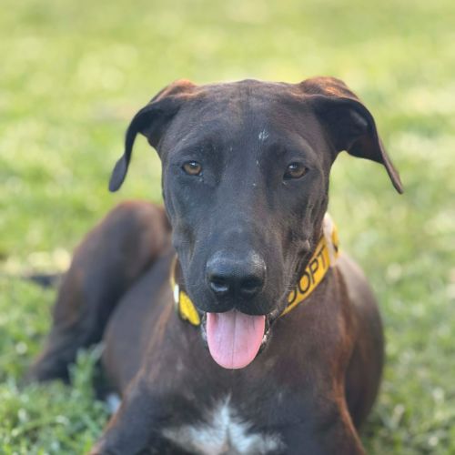 Dobby - Great Dane Dog