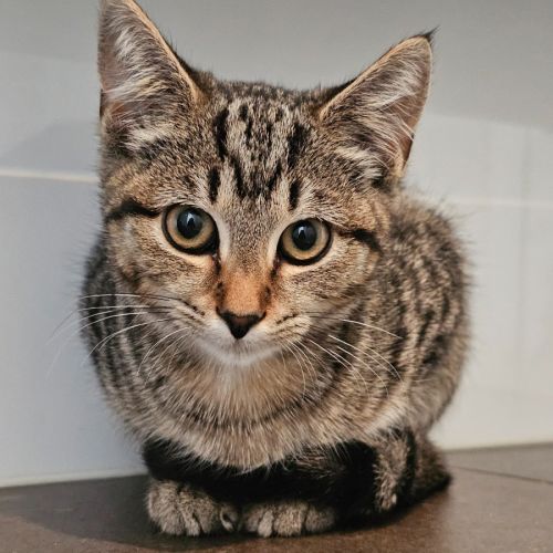 Sibel 🌺 - Domestic Short Hair (DSH) Cat