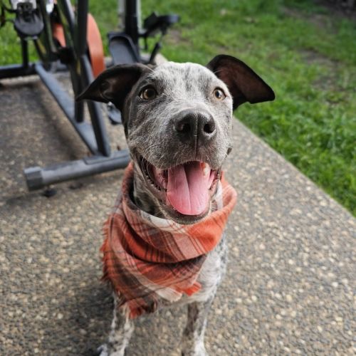 Wallace - Australian Cattle Dog