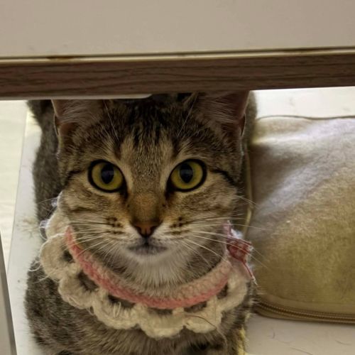 Possum - Domestic Short Hair (DSH) Cat