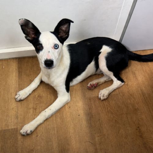 Beauty - Border Collie Dog