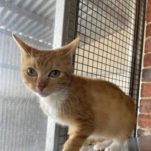 Annie - Domestic Short Hair (DSH) Cat