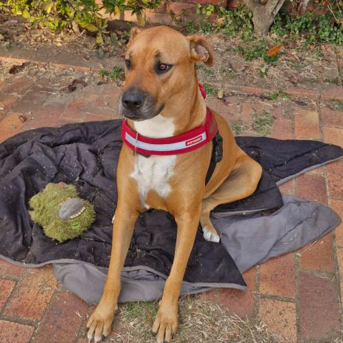 Nanna - Bullmastiff x Great Dane Dog
