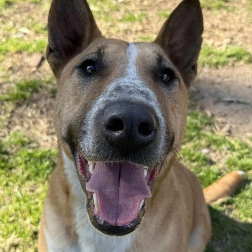 Peanut - Bull Terrier Dog