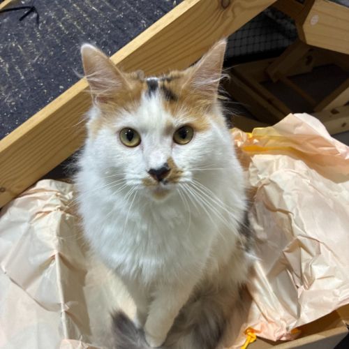 Ginger Spice - Domestic Medium Hair (DMH) Cat