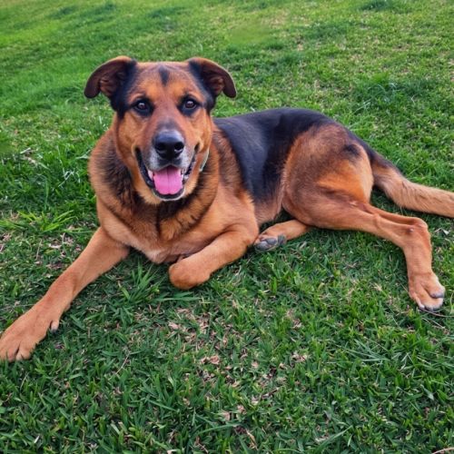 Bobby - German Shepherd Dog x Rottweiler Dog