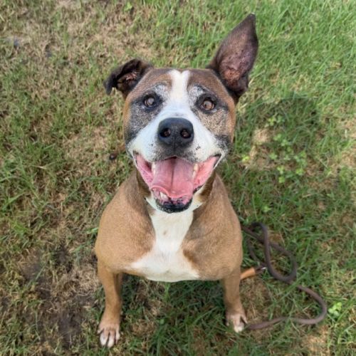 Max imp 304 - American Staffordshire Terrier Dog