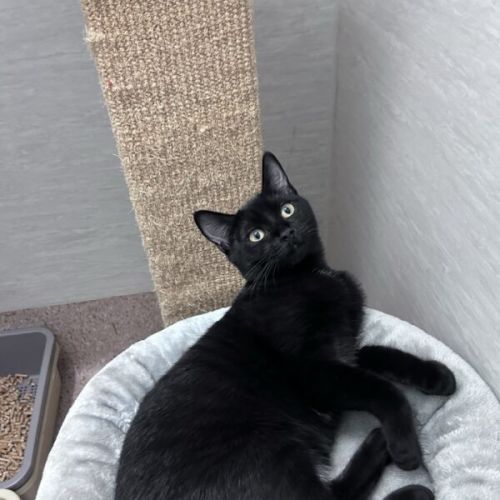 Cleo - Domestic Short Hair (DSH) Cat