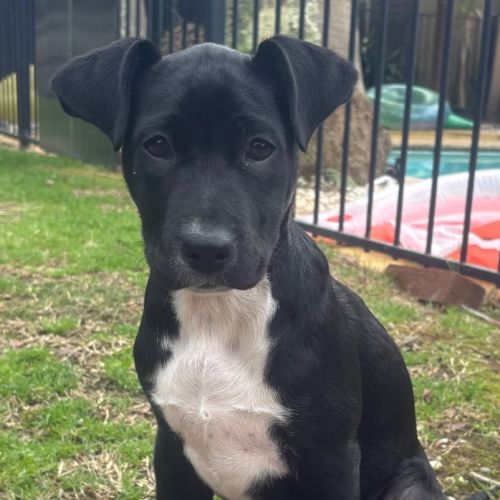 Stirling - Bull Arab x Mixed breed Dog
