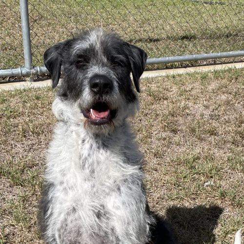Bella - Irish Wolfhound Dog