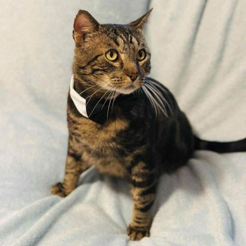 11257 - Malfoy - Domestic Short Hair (DSH) Cat